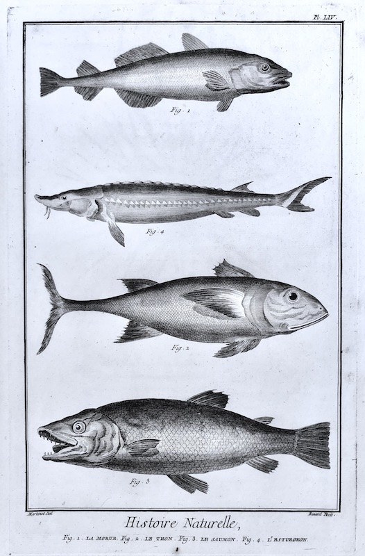 Acuáticos - Histoire Naturelle (Salmón, Esturión), Fig. 1. La Morue, Fig. 2. Le Thon, Fig. 3. Le Saumon, Fig. 4. L' Esturgeon - Pl. LIV